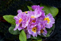 /album/fotogaleria-fotografia-macro/gt-640x480-jpg2/